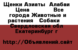 Щенки Азиаты (Алабаи) › Цена ­ 20 000 - Все города Животные и растения » Собаки   . Свердловская обл.,Екатеринбург г.